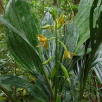 Phaius luridus Thwaites
